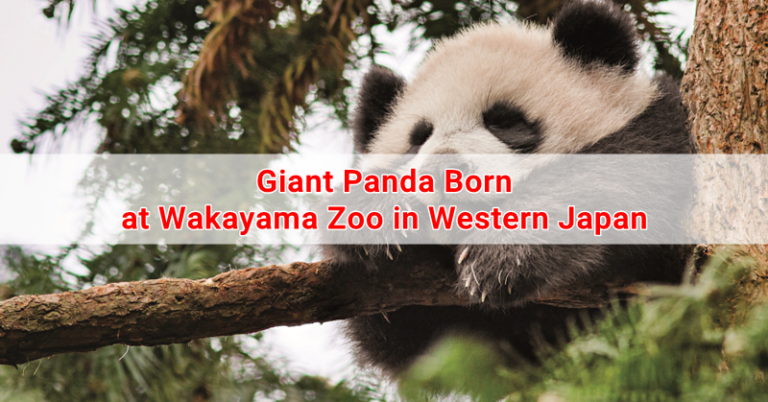 Giant Panda Born at Wakayama Zoo in Western Japan