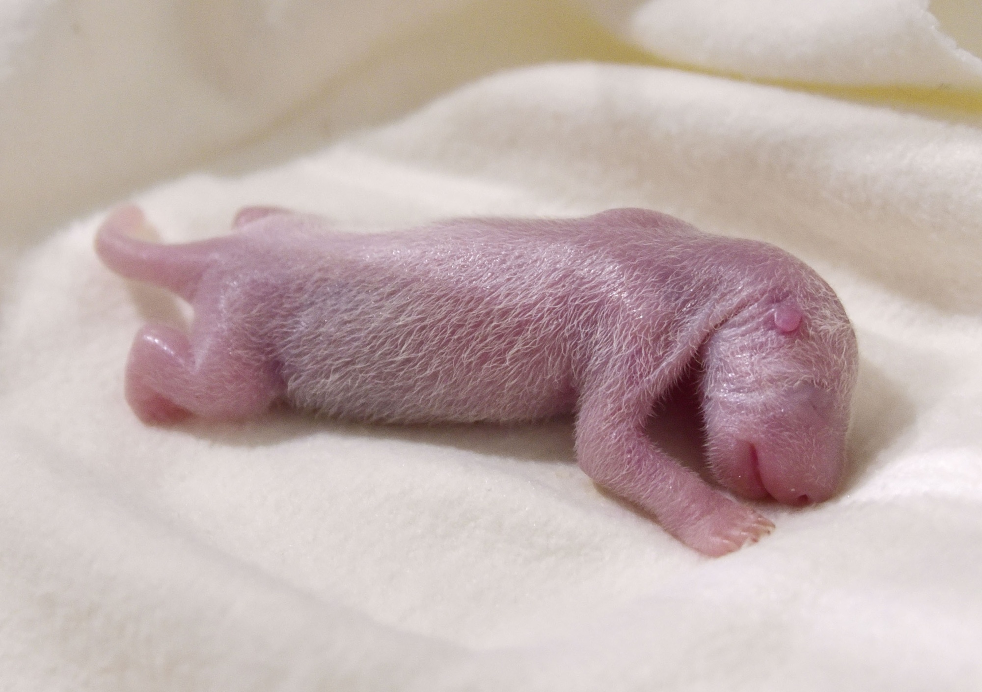 Родившийся детеныш панды. Детёныш панды новорожденный. Новорожденные кенгуру. Детёныши панды Новорожденные. Какие Детеныши рождаются у панды.