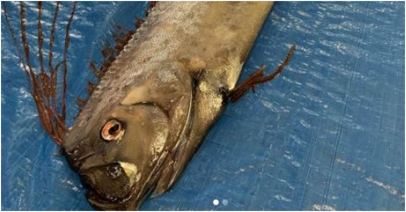 Sightings of Rare Fish in Japan Triggers Fear of Natural Calamities