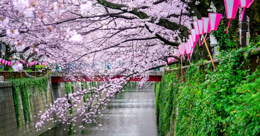 What Are The Best Spring Activities in Japan?