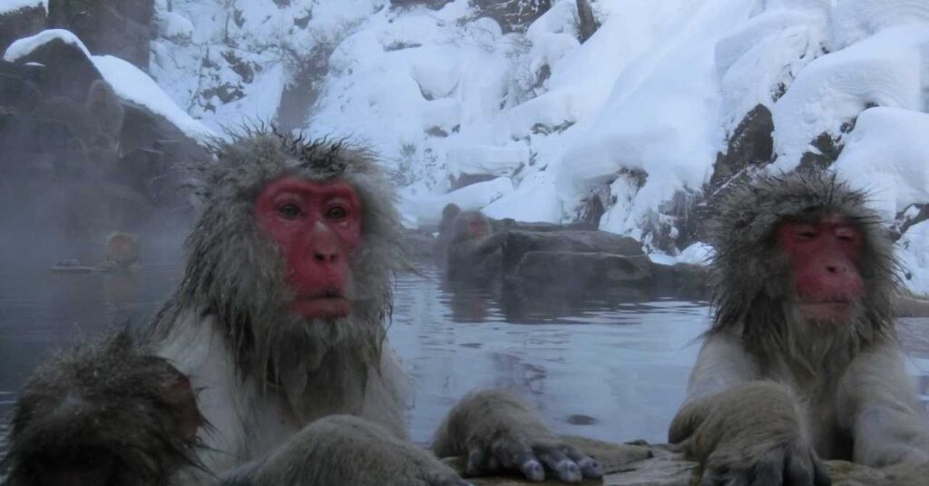 Snow monkey