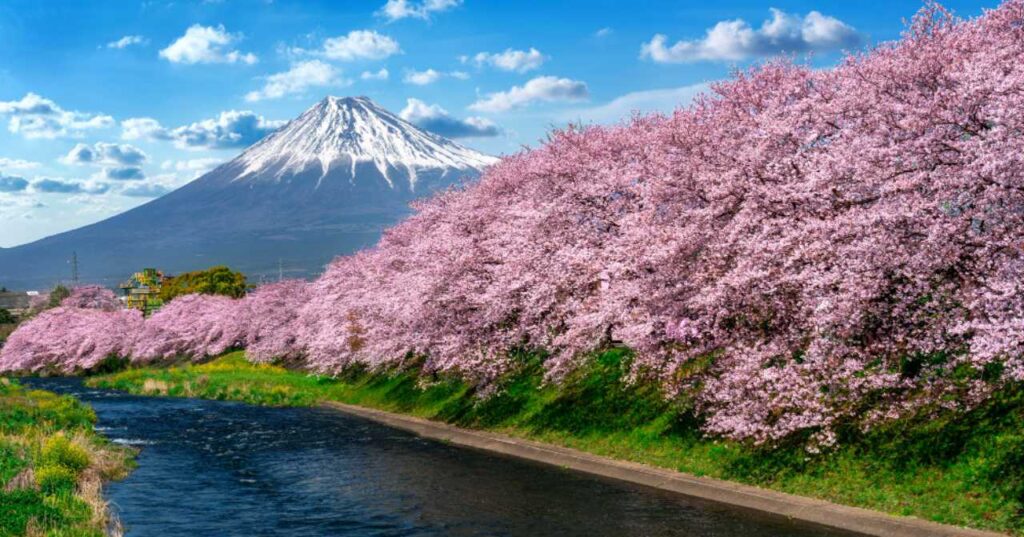 Guide to Japan Cherry Blossom Season 2023