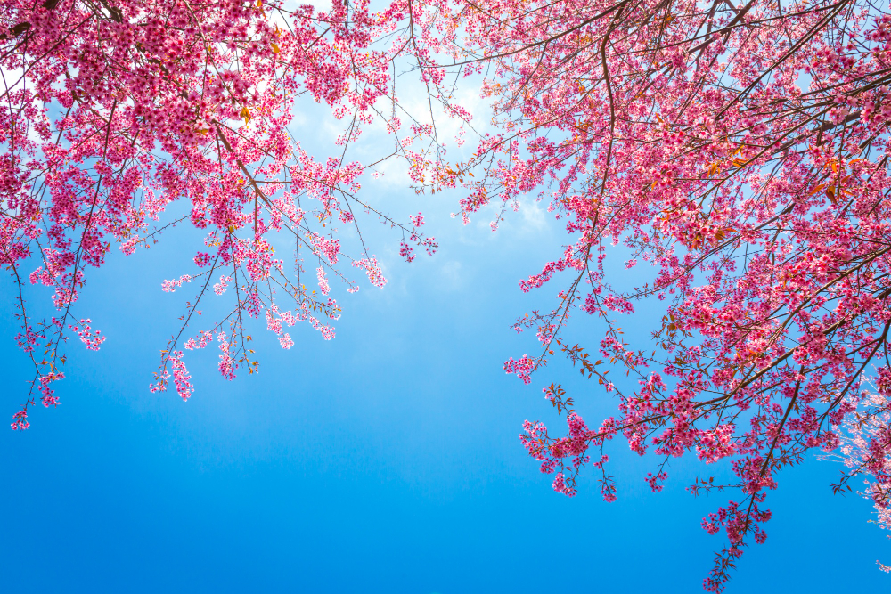 Guide to Japan Cherry Blossom Season 2023