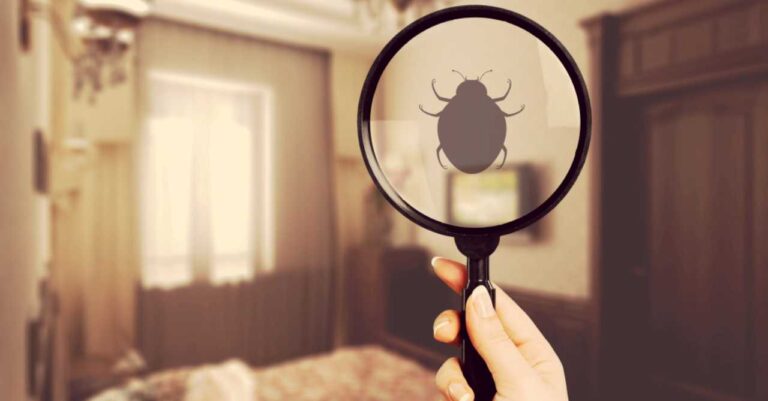 How to Get Rid of Bed Bugs in Japan